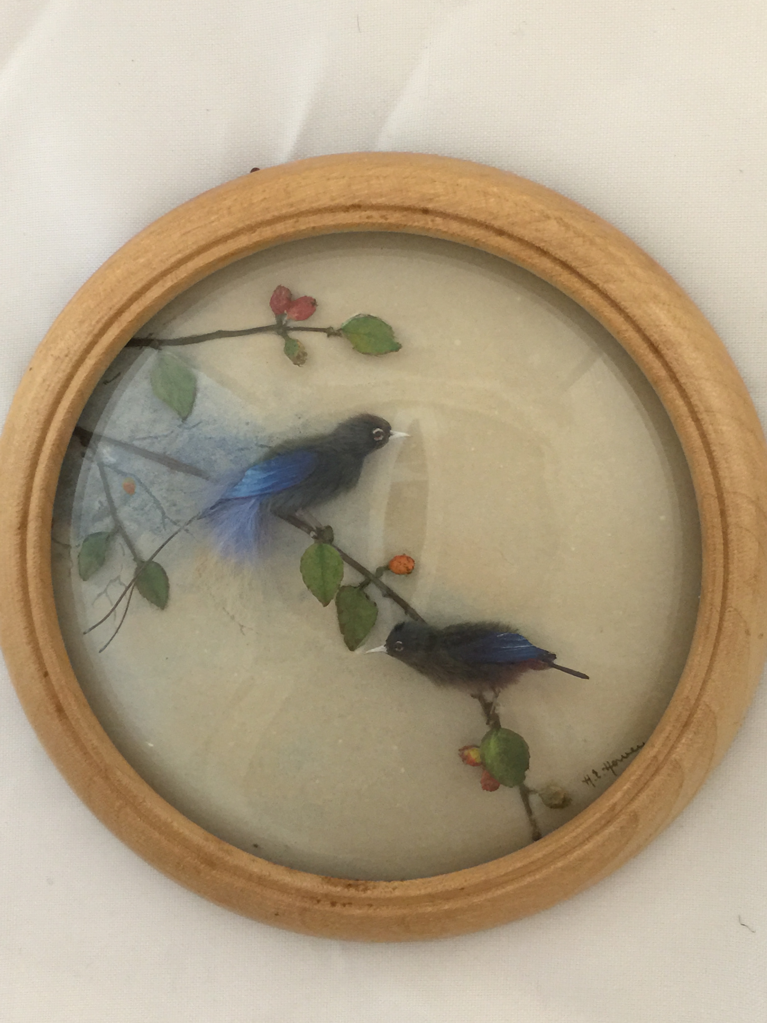Prince Rudolphs Blue Birds of Paradise (5-inch)
